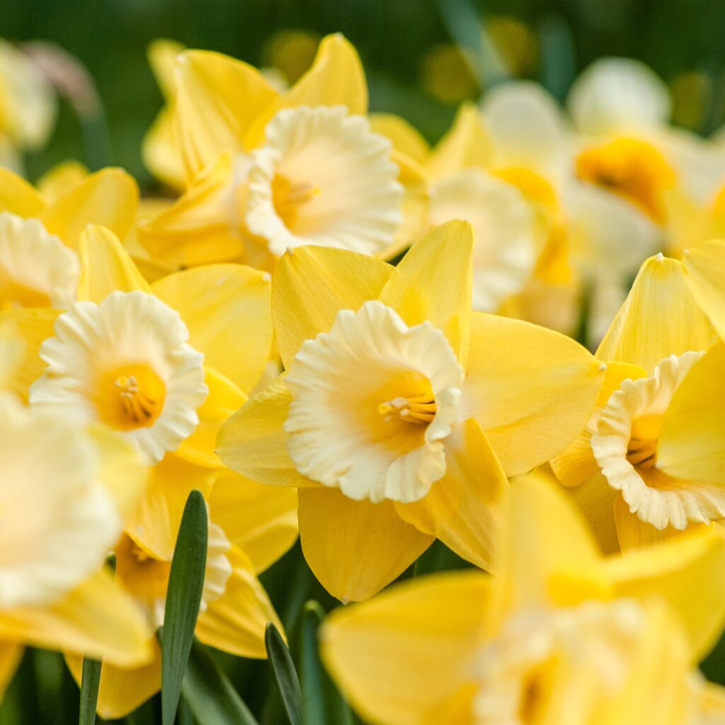 daffodil flowers in garden