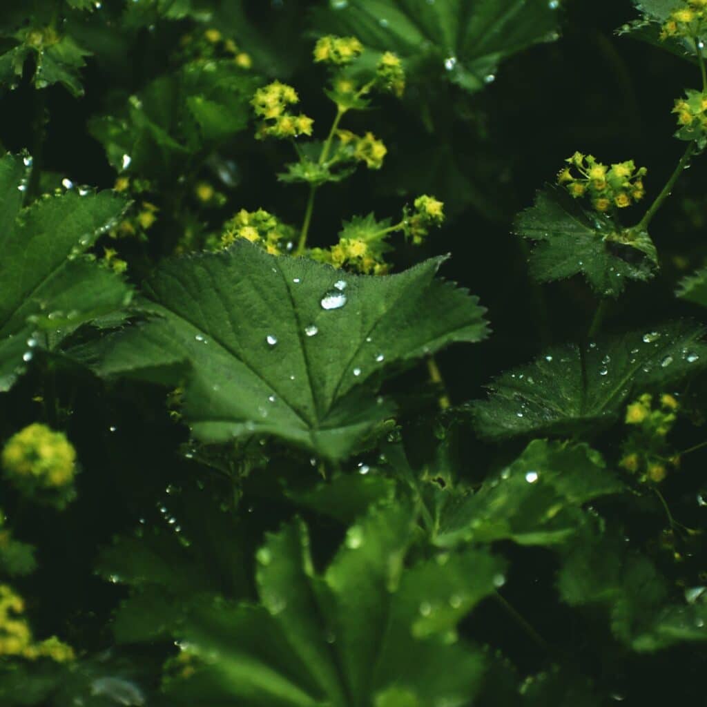 Alchemilla