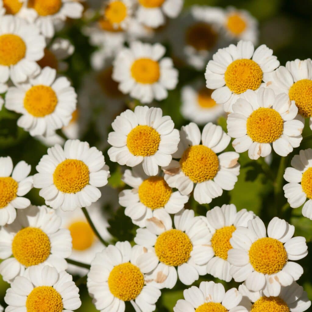 FEVERFEW